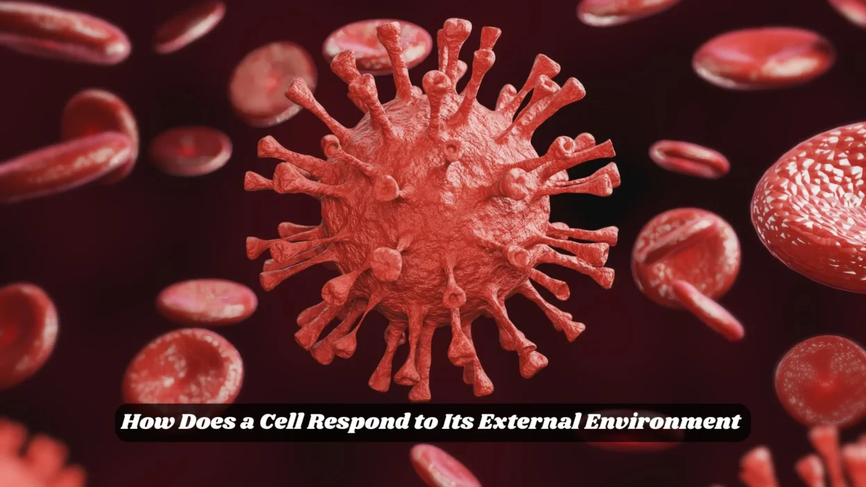 How Does a Cell Respond to Its External Environment
